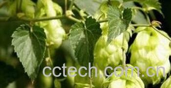 果蔬百科高文鹰爪-0