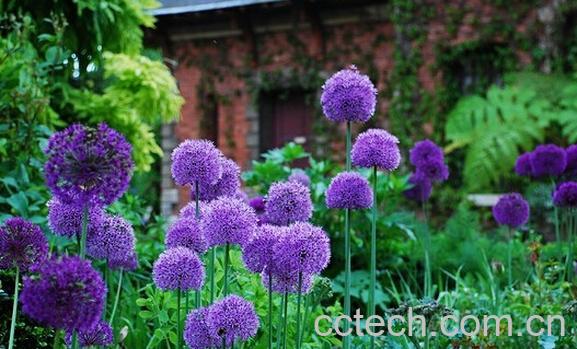 果蔬百科大花葱-0