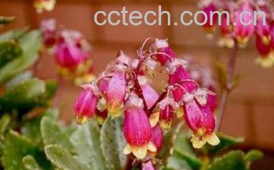 果蔬百科宫灯长寿花-0