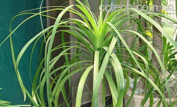 果蔬百科酒瓶兰-0