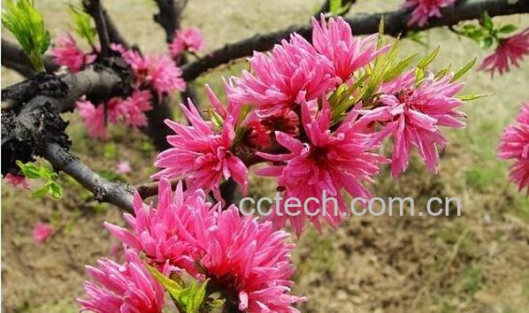 果蔬百科菊花桃-0