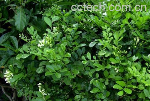 果蔬百科九里香-0