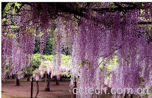 果蔬百科 紫藤花-0