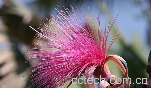 果蔬百科龟纹木棉-0