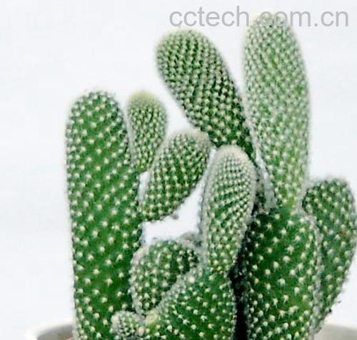 果蔬百科鬼角子-0