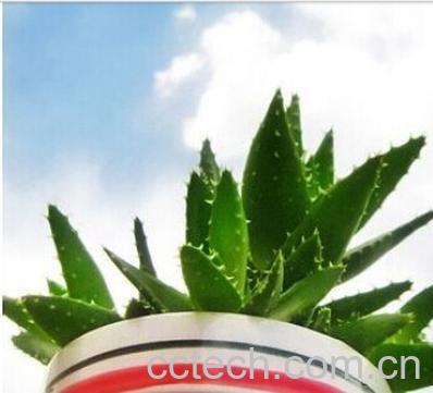 果蔬百科芦荟-0