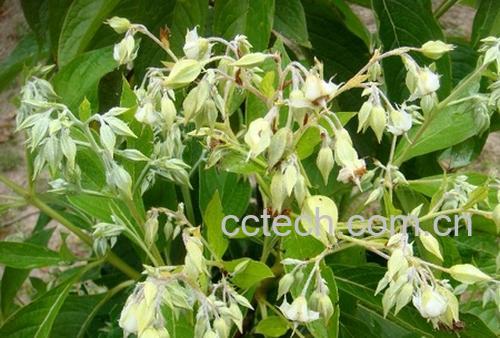 果蔬百科灯笼花-0