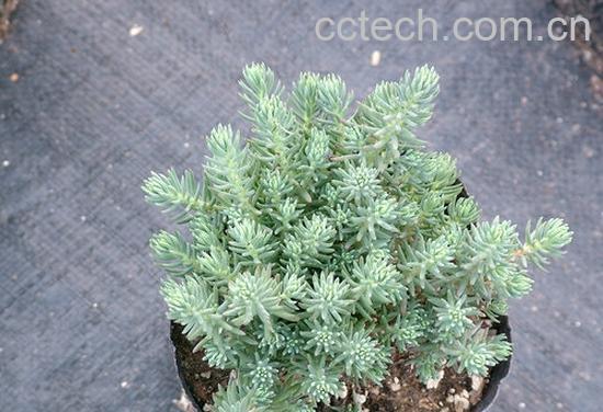 果蔬百科反曲景天-0