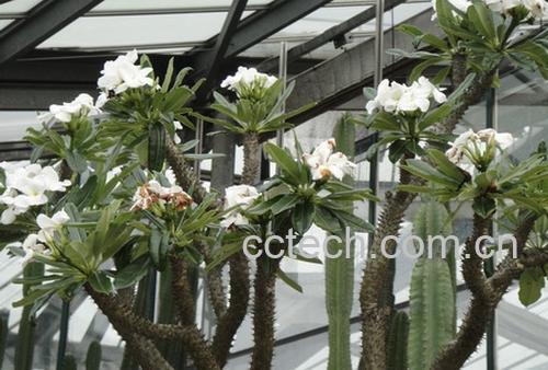 果蔬百科非洲霸王树-0