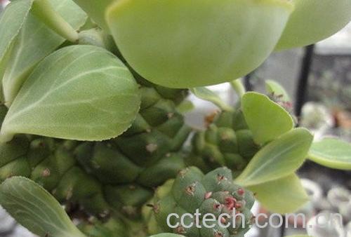 果蔬百科大棘阁锦-0