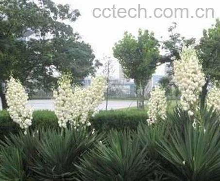 果蔬百科凤尾兰-0