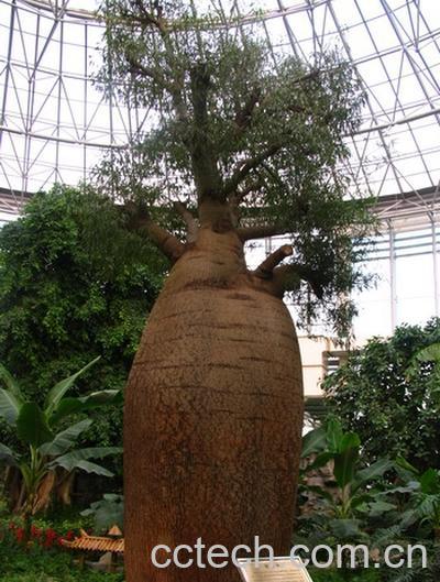 果蔬百科佛肚树-0