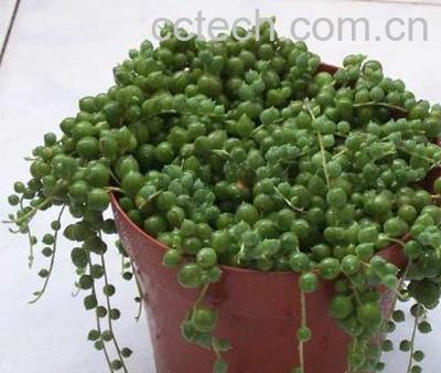 果蔬百科翡翠珠-0