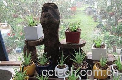 果蔬百科吹上-0