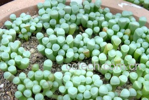 果蔬百科棒叶花-0