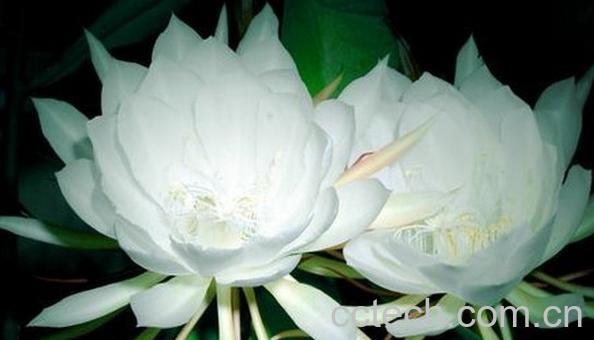 果蔬百科昙花-0