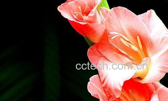 果蔬百科唐菖蒲-0