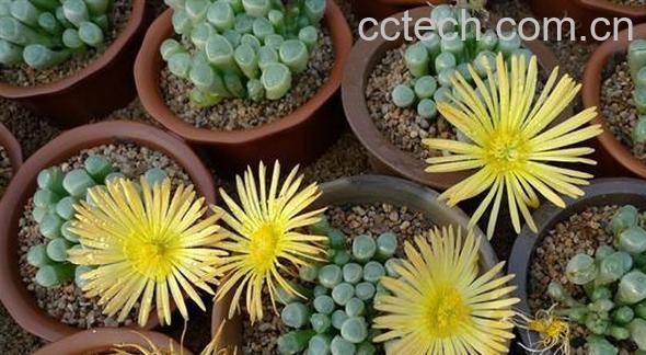 果蔬百科橙黄棒叶花-0