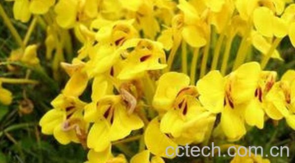 果蔬百科硕花马先蒿-0