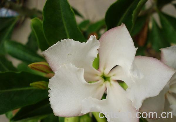 果蔬百科白马城-0