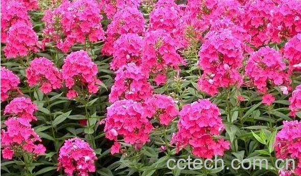 果蔬百科宿根福禄考-0