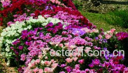 果蔬百科古代稀-0