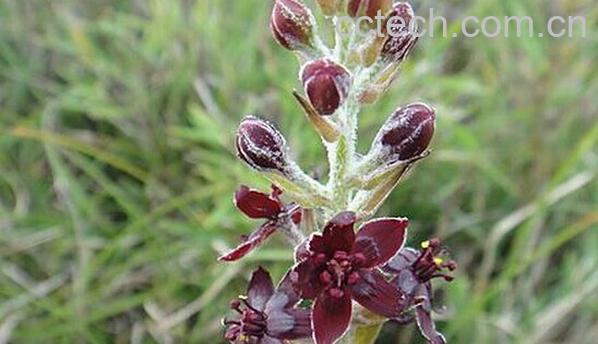 果蔬百科台湾藜芦-0