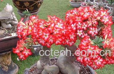 果蔬百科沙漠玫瑰-0