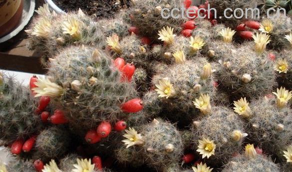 果蔬百科松霞-0