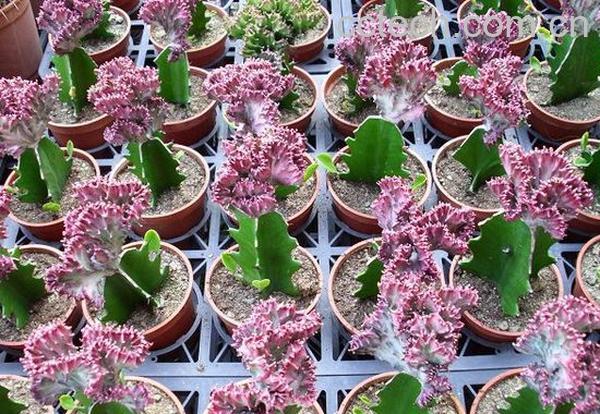 果蔬百科春峰锦-0