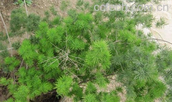 果蔬百科松竹草-0