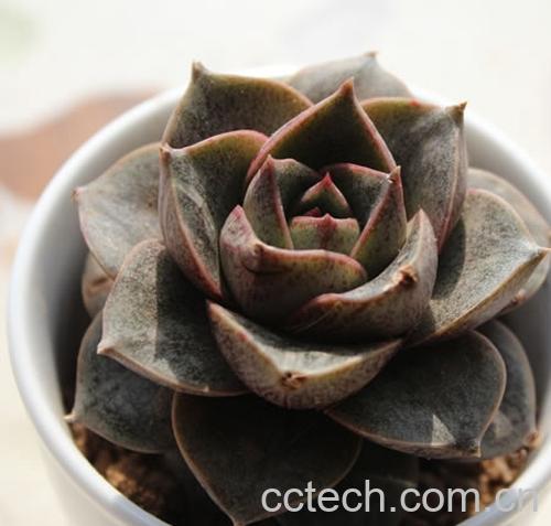 果蔬百科大和锦-0