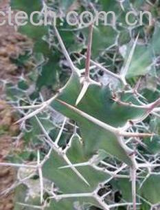 果蔬百科大缠-0