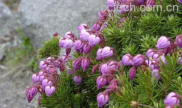 果蔬百科松毛翠-0