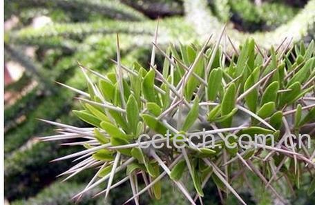 果蔬百科阿修罗城-0