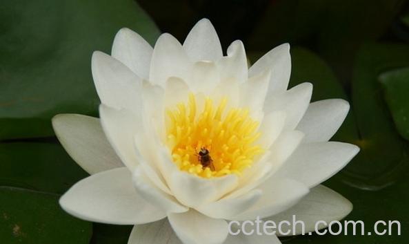 果蔬百科睡莲-0