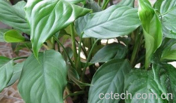 果蔬百科万年青-0