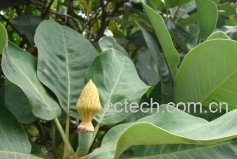 果蔬百科山玉兰-0