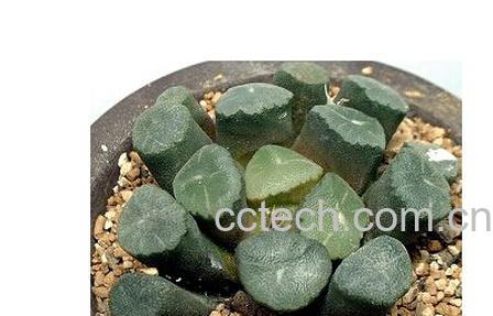 果蔬百科毛汉十二卷-0