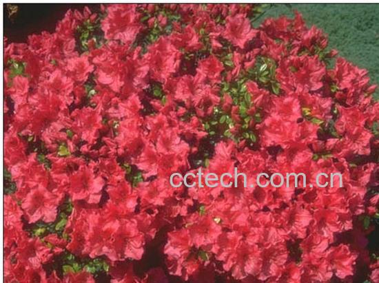 果蔬百科山育杜鹃-0