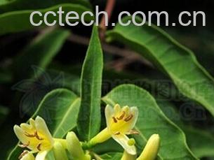 果蔬百科毛花忍冬-0