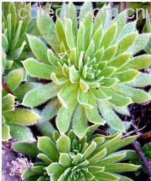 果蔬百科毛叶莲花掌-0