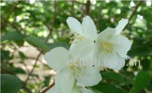 果蔬百科毛叶山梅花-0