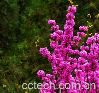 果蔬百科巨紫荆-0