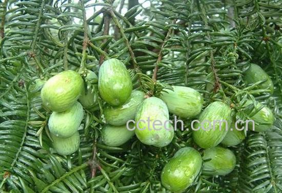 果蔬百科过手香-0