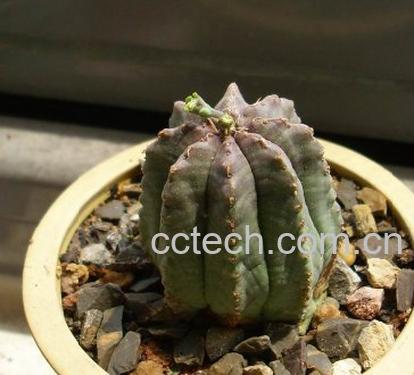 果蔬百科贵青玉-0