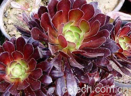 果蔬百科黑法师-0