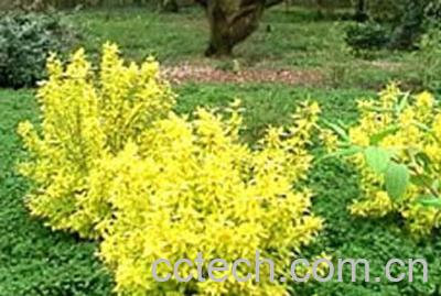 果蔬百科山梅花-0