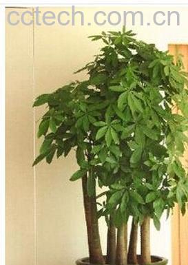 果蔬百科马拉巴栗-0