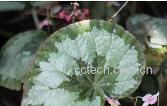 果蔬百科蟆叶秋海棠-0